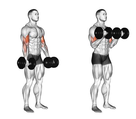 bicept curls best amount of sets and reps for bulk